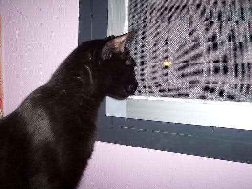 Mosquiteras metálicas para gatos en Sant Cugat